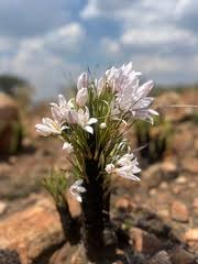 Image result for Xerophyta scabrida