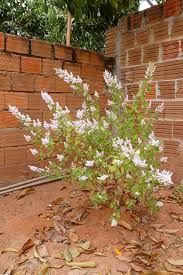 Image result for Tetradenia urticifolia