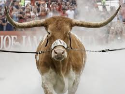 We do have white leghorns, but the oldest of our flock are only about 1 and 1/2 years old. Video Texas Longhorns Mascot Charges Georgia S Bulldog Npr