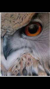 Harika Owl Hayvan Eagles