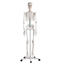 Check spelling or type a new query. Didactic Skeleton Model Oscar Erler Zimmer 2960