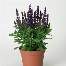 Image result for Merwilla lazulina