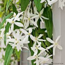 I like to add granular controlled release fertiliser to the compost. Immergrune Clematis Snowdrift Clematis Armandii Snowdrift Kletterpflanzen Fur Rankhilfen Garten Schluter