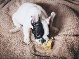 7 Symptoms Of Intestinal Blockage In Dogs Pethelpful