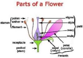 Ls of a flamboyant flower. Use For Flower Arranging List
