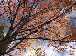 Image result for Macphersonia