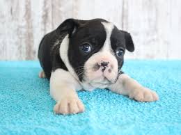 Family raised dog breeder focusing on designer doodles through the highest quality champion bloodlines. Pin By Vip Puppies Animals Dogs On Puppies For Sale Puppies Puppy Adoption Whoodle Puppy