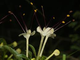 Image result for Clerodendrum lutambense