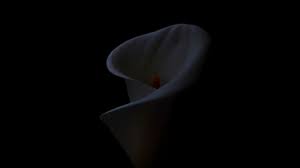 1920x1080 best hd wallpapers of flowers, full hd, hdtv, fhd, 1080p desktop backgrounds for pc & mac, laptop, tablet, mobile phone. Download Wallpaper 2560x1440 Calla Flower Black Background Widescreen 16 9 Hd Background