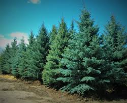 Research is important when it comes to plant selection; Colorado Tree Nursery Front Range Landscape Nursery