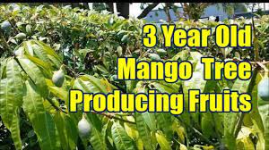 Dry, warm weather is ideal for getting mango trees to bear fruit. Seed Grown 3 Year Old Mango Tree Producing Fruits Youtube