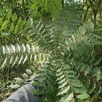 Image result for Clausena anisata