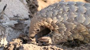 Plus, blaming pangolins would be backwards. Auf Den Spuren Des Pangolin Kaum Bekannt Und Hoch Bedroht