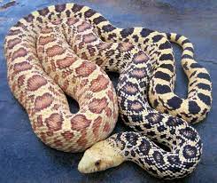 Stillwater Hypo Bull Snake Snake Still Water The Originals