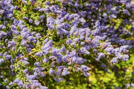 Image result for Ceanothus thyrsiflorus