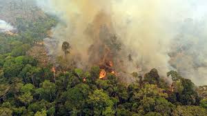 Weitere ideen zu amazonas regenwald, regenwälder, amazonas. Der Amazonas Regenwald Brennt Was Konnen Wir Tun Wwf Junior