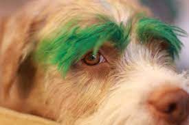 Is it safe to add food coloring to the frosting? Pin On Funny And Cute Dyed Dogs