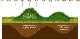 Maybe you would like to learn more about one of these? When Does The Grass Plant Grow Green Man Lawn Care