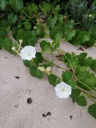 Image result for Ipomoea violacea