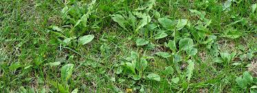 You can use both methods if your lawn is established (6 months + old) but do not use a feed, weed and moss killer on a newly seeded lawn. Weed Killing Basics Natria