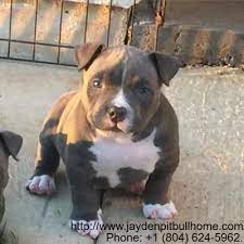 Pin On Pitbull Puppies For Sale