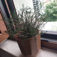 Image result for Erica kingaensis