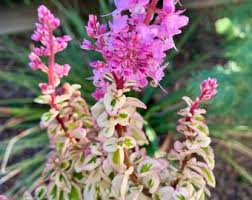 Image result for Syncolostemon linearis