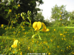 Image result for Smithia