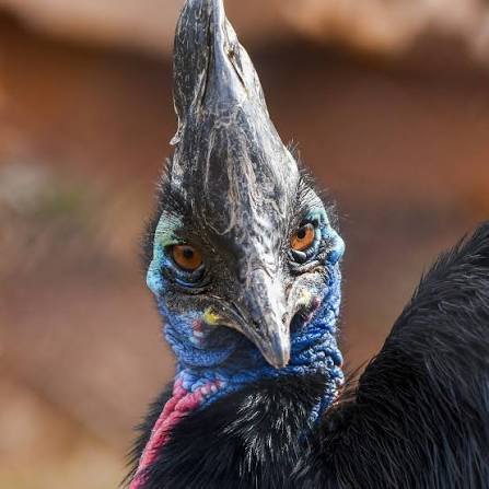 No matter what anyone says, birds looking straight at our ...
