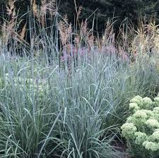 Image result for Sorghastrum