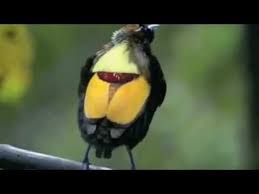 Bird Of Paradise Mating Dance Astounding Mating Dance Birds Of Paradise Youtube