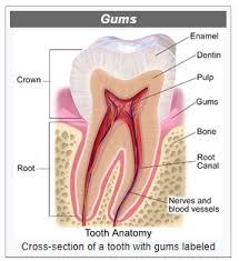 Compact bone is the outer layer and the spongy bone forms the inner layer. Tooth Cross Section Diagram Archer Dental