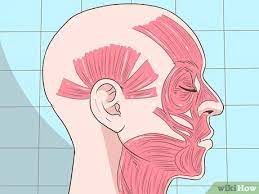 Comment Faire Bouger Ses Oreilles 12 Etapes
