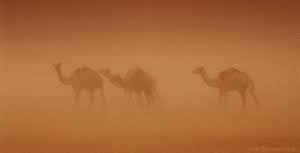 Why does a camel have nostrils which can close? Understanding Sand And Dust Storms Ecomena