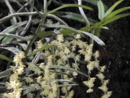 Image result for Rhipidoglossum