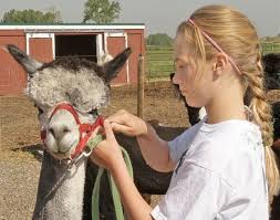 Alpacas shed winter coats at annual shearing