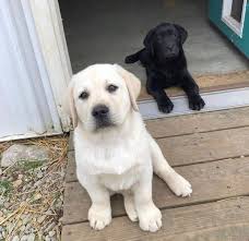 Facilitating adoptions on monday we do not keep animals at our office. Labrador Retriever For Labrador Retriever For Sale Facebook