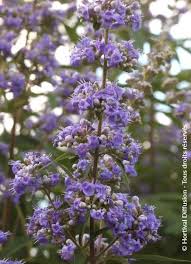 Image result for Vitex franceseana