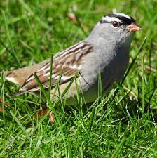 Wybierz z szerokiej gamy podobnych scen. Male Female White Crowned Sparrows Feederwatch