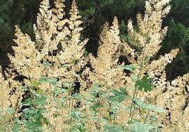 Image result for Macleaya