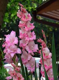 Gladiolas I Love This Annual They Come In Almost Any Color You Plant Them When There Is No Chance Gladiolus Flower Small Flower Gardens Flower Garden Plans
