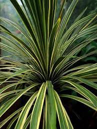 Spiky Star Plants Gardening For Kids Easy Plants