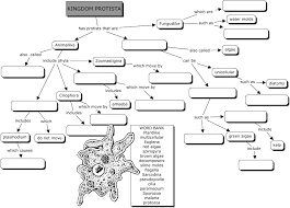 Time Zones Map Protista Concept Map