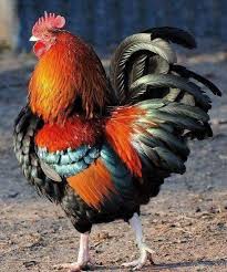 Colorful Hen Beautiful Chickens Fancy Chickens Chickens And Roosters ✓ free for commercial use ✓ high quality images.