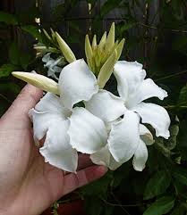 Image result for Mandevilla laxa