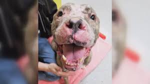 What do i look out for? Dog With Skin Cancer Gets Adopted