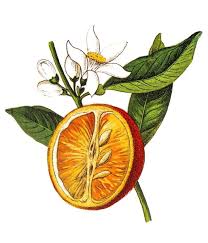 Image result for Citrus × aurantium