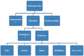 Ebola can occur in humans and other primates (gorillas. Classification Of Ebola Virus Download Scientific Diagram