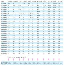 Morkie Weight Chart Goldenacresdogs Com