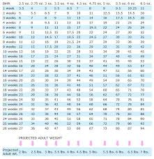 yorkie puppy weight chart yorkie growth chart weight chart